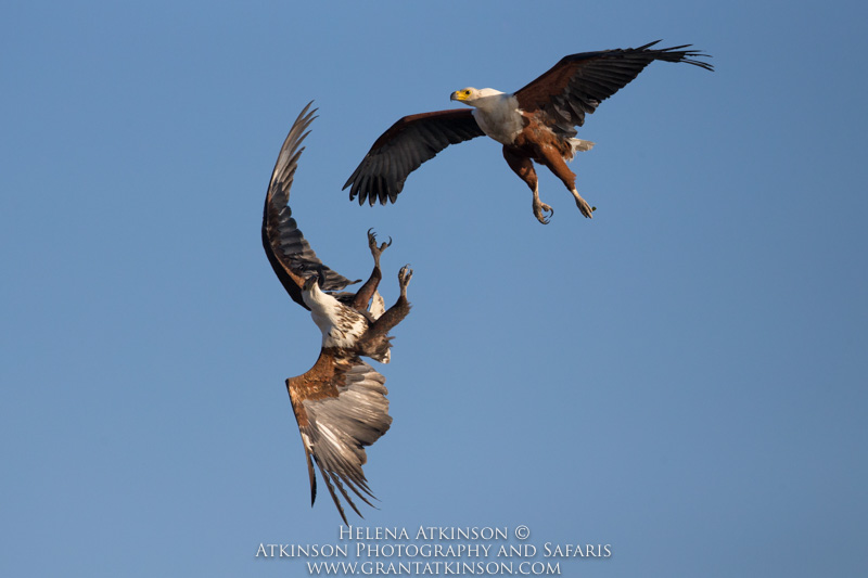 Eagle confrontation on Chobe River - Copyright © Helena Atkinson